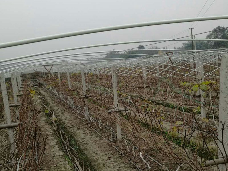 kent20玻璃纤维葡萄避雨拱棚杆